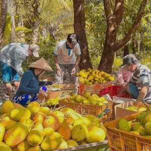 vườn xoài